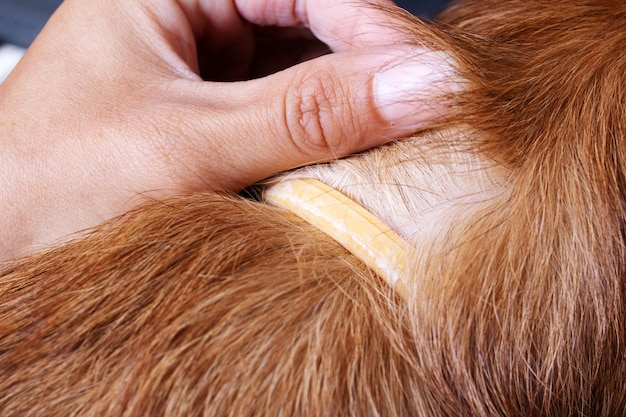 Flea Collar on red Dog close up