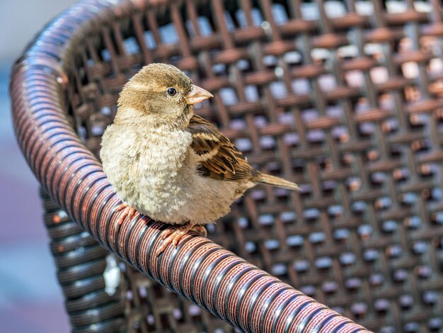 Foto il piccolo passero è seduto su una sedia di vimini di un caffè di strada.