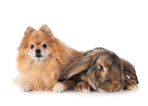 Coniglio gigante fiammingo e cani spitz in posa insieme