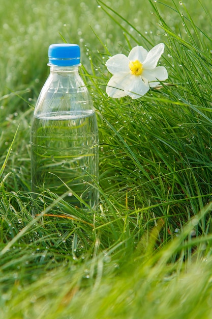 Fles mineraalwater en witte en gele narcis op groen gras met druppels dauw in de vroege ochtend