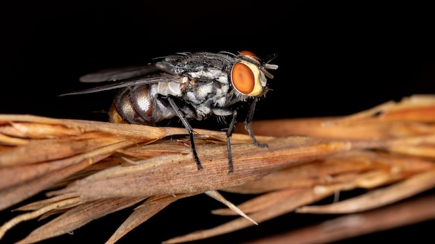 Муха из семейства Sarcophagidae