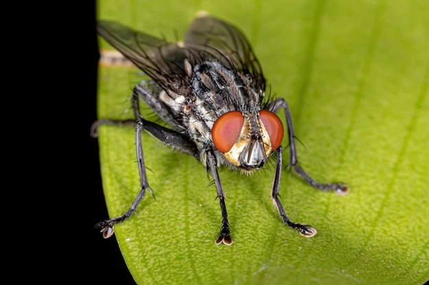 Flesh Fly of the Family Sarcophagidae