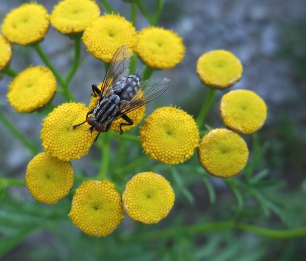 Photo flesh fly on yellow flowers