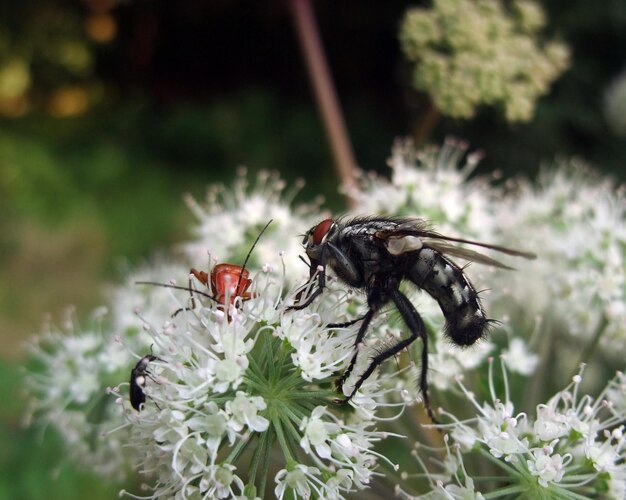 fleshfly and beetles at summer time