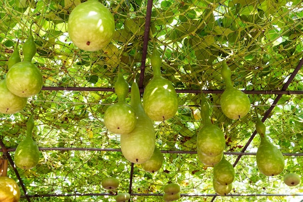 fleskoekboom of lagenaria siceraria