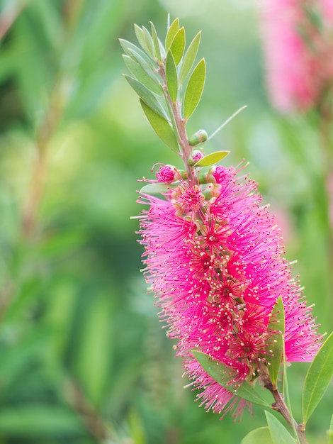 Flesseborstelboom en bloem