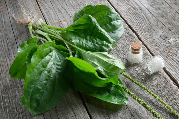 Flessen homeopathische bolletjes en weegbree plantago major plant Homeopathie geneeskunde Bovenaanzicht