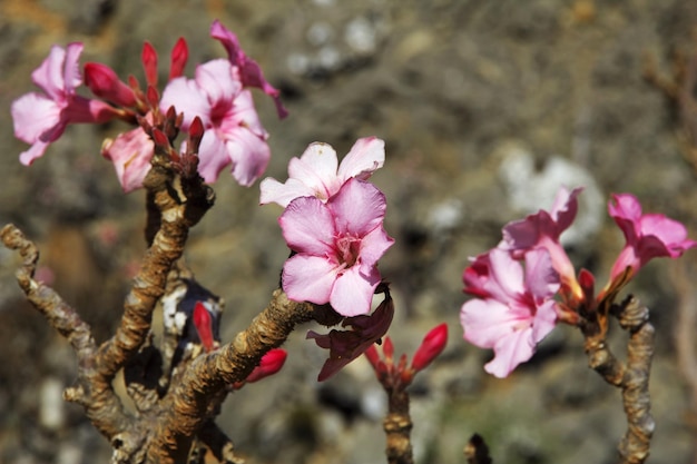 Flessenboom op Socotra-eiland Indische Oceaan Yemen