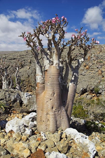 Flessenboom op Socotra-eiland Indische Oceaan Yemen