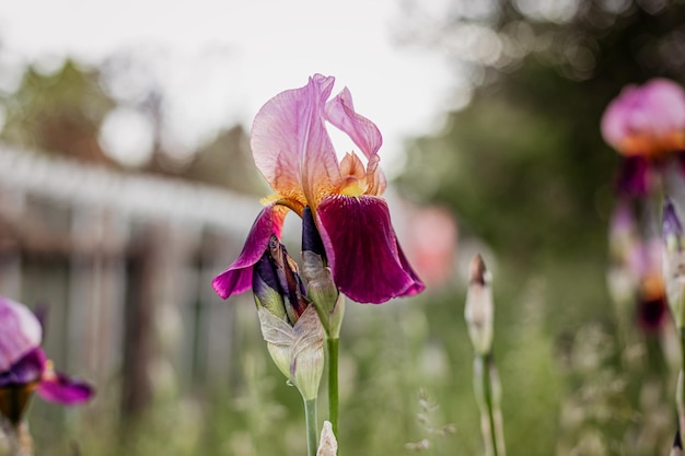 写真 フルールドリスの花。