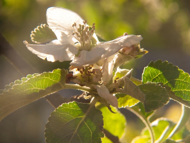 Photo fleurs de pommier