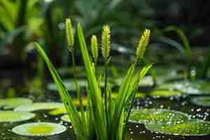 Photo flexible aquatic plant vallisneria generate ai