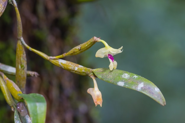 Flickingeria ritaena orchidee in het bos