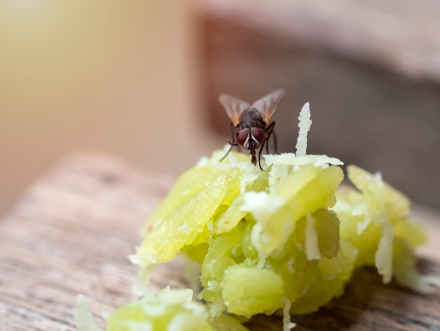 Flies caught on a green rice grain to eat as food, and is an\
insect that can cause disease in food easily.