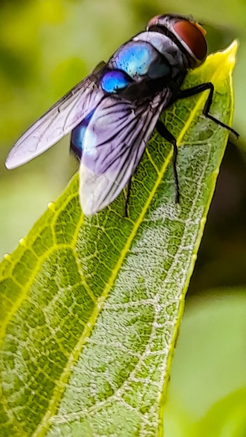 Flies perch on green leaves