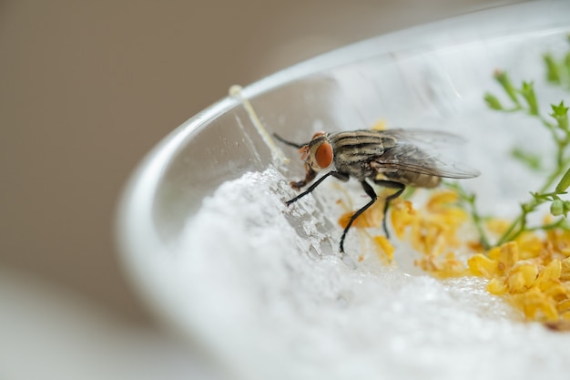 ハエは食べ物に群がり、汚れた食べ物は食べられません