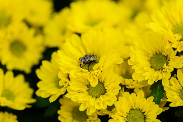 Flies on the yellow daisy field