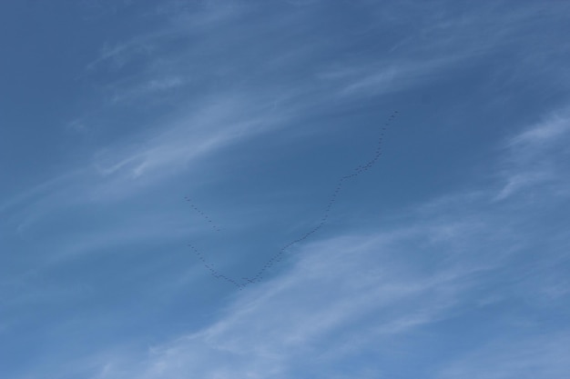 Flight of the birds returning home in spring in the blue sky