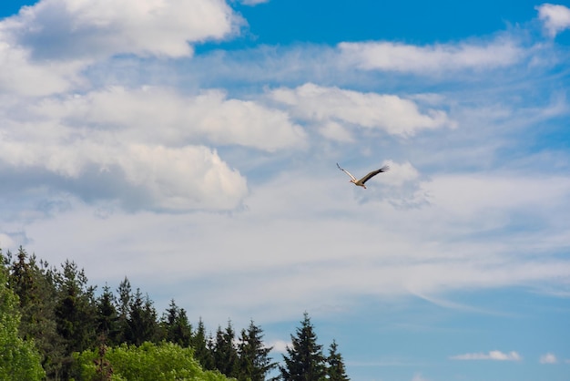 The flight of a crane in the sky over the forest