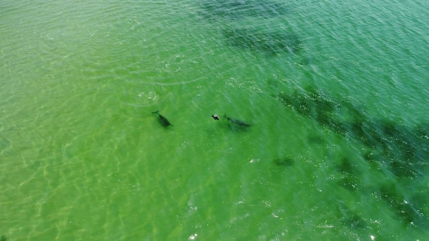 Flight over dolphins in the sea