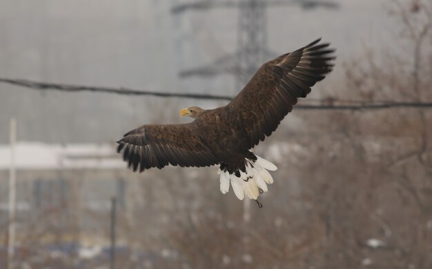 flight of a kite in nature