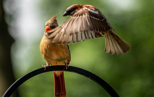 Foto sulla traiettoria di volo