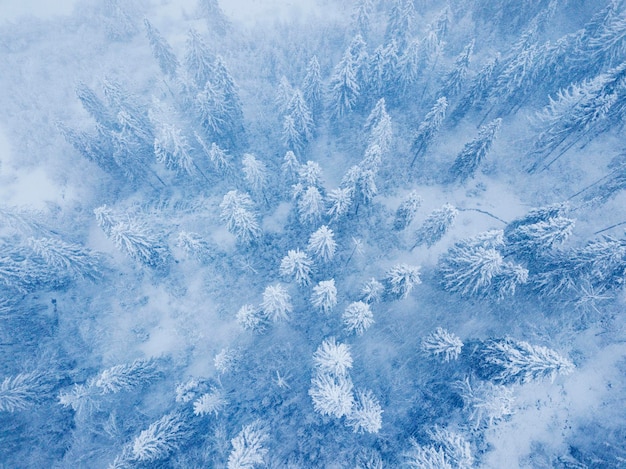 Flight over snowstorm in a snowy mountain coniferous forest uncomfortable unfriendly winter weather