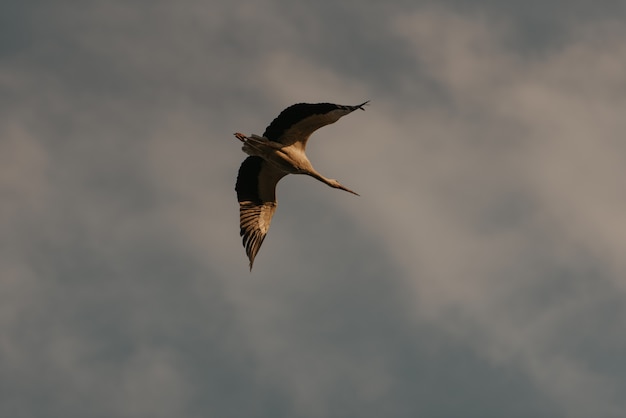 A flight of a stork in the sunset sky background.