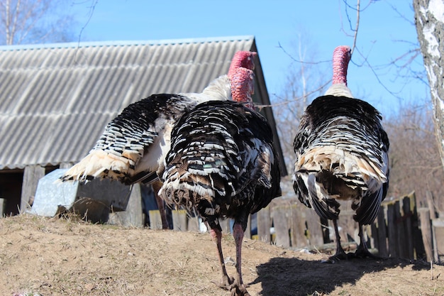 flight of turkeycocks goes in the village