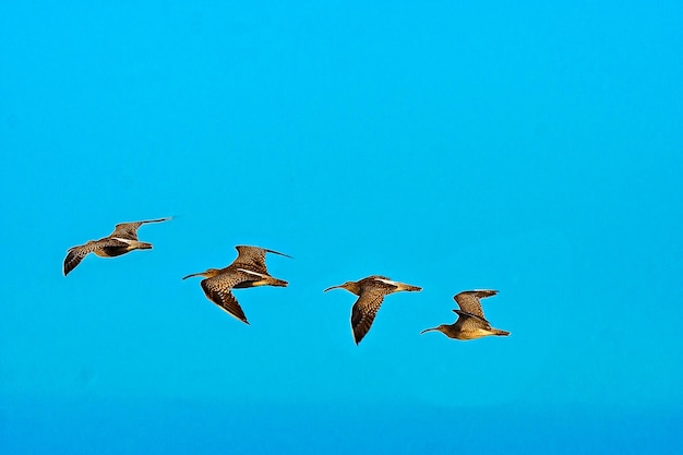 flight of the Whimbrel