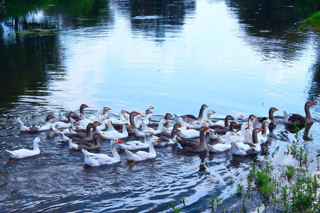 flight of young white geese swim on the river