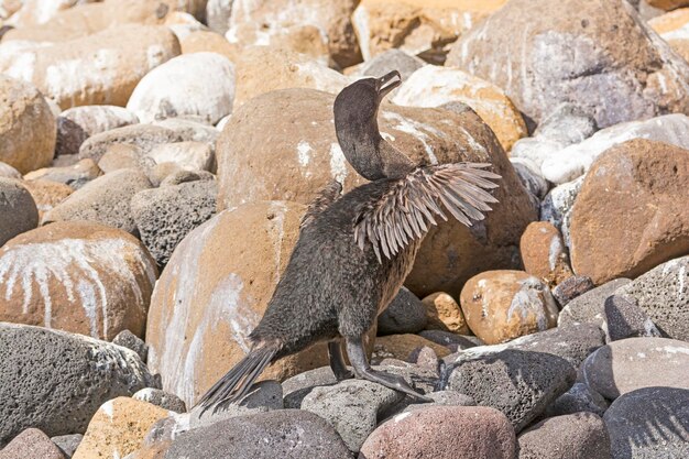 Foto cormorano non volante sull'isola di isabela nelle isole galapagos