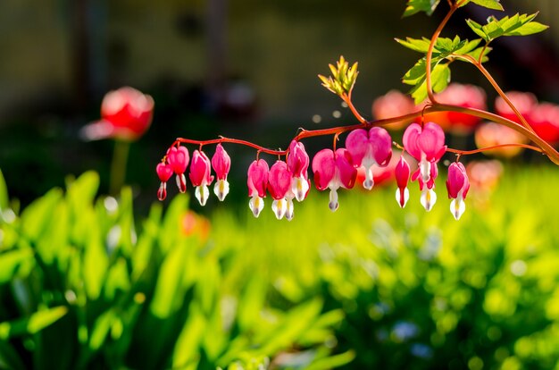 Flitsbloemen in huistuin, Otaru, Hikkaido, Japan.