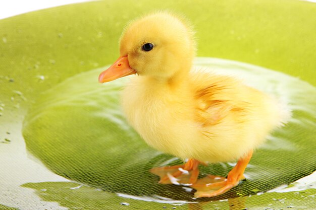 Photo floating cute duckling close up