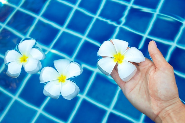 Floating frangipani flowers in the pool