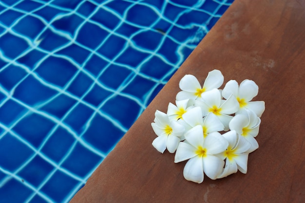 Плавающие цветы франжипани в бассейне