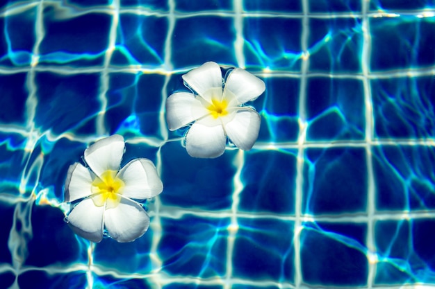 Floating frangipani flowers in the pool