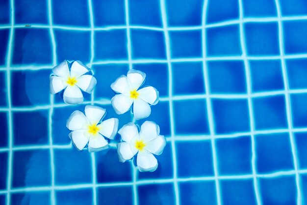 Floating frangipani flowers in the pool