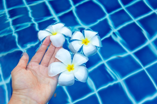 Плавающие цветы франжипани в бассейне
