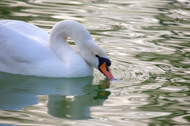 池に浮かぶ優雅な白鳥