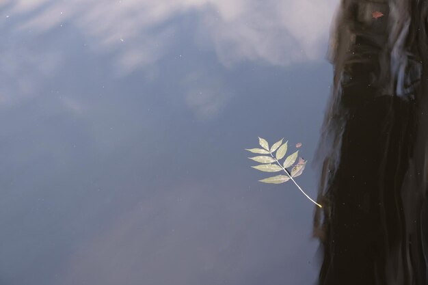 Photo floating leaf on water