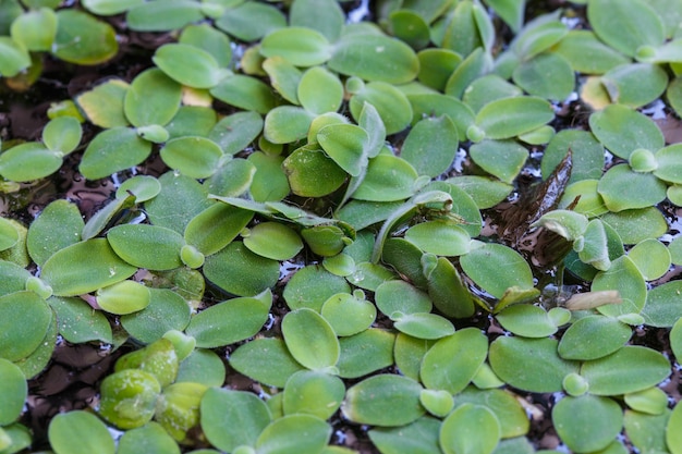 Floating Leaves detail nature background