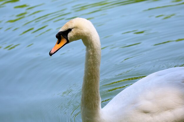 池に浮かぶ白い白鳥