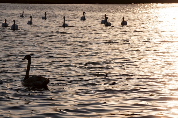 日の出に浮かぶ1つの白鳥、日の出または日没の黄金の光線の春の白鳥、孤独な白鳥と一緒に湖の春