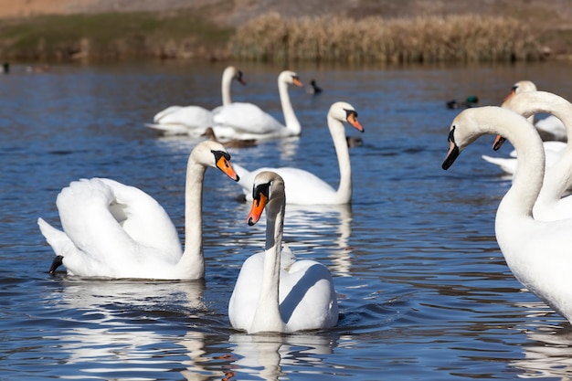 Floating on the water a group of white swans