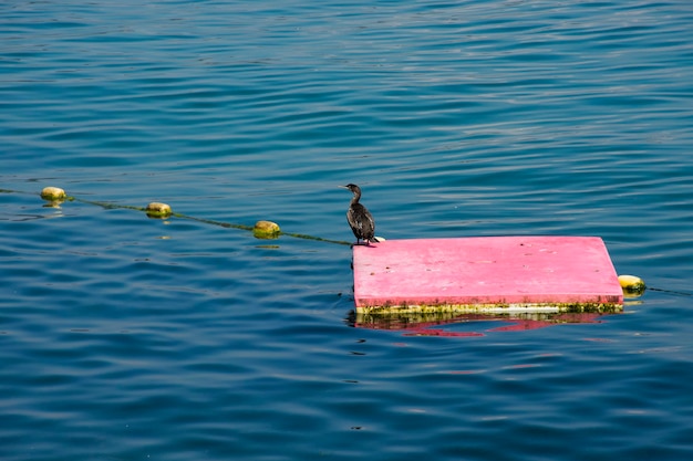 Foto fluttuando sull'acqua del lago