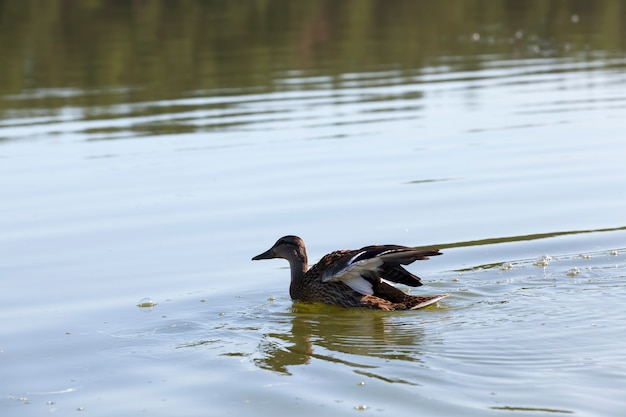 湖や川の水に浮かぶ野生のカモ、湖に浮かぶ野生のカモ、水中の美しい水鳥のアヒル