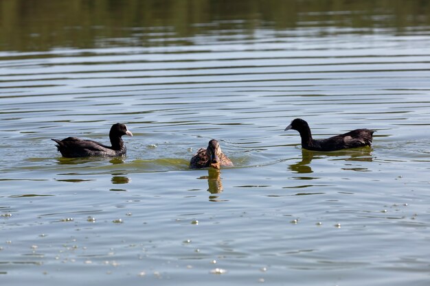 Плавающие дикие утки в воде озера или реки, дикие утки, плавающие в озере, красивые водоплавающие утки в воде
