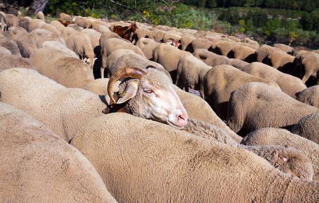 Floc of sheep   