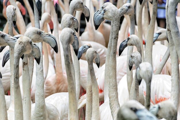 Flock of American flamingos Phoenicopterus ruber also known as Caribbean flamingo Live together in large numbers